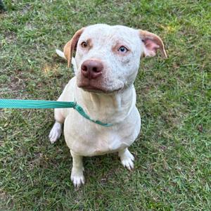 A light-colored dog with floppy ears and a green leash sitting on grass.