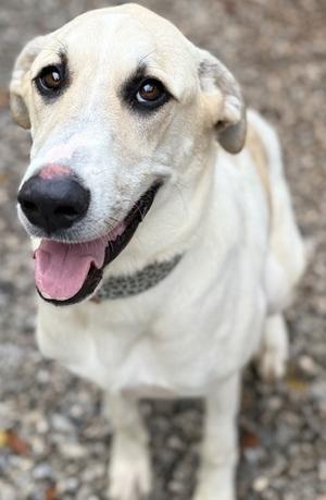 A light-colored dog with a black nose and dark eyes, sitting on a gravel surface, looking up with its mouth open and tongue out.