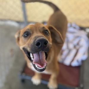 Aloha, Mixed Breed, young, available for adoption