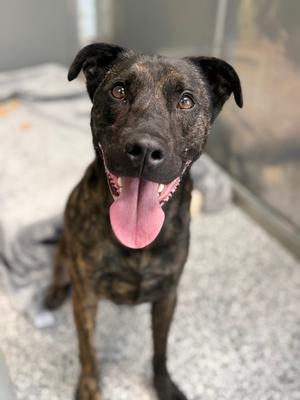Bucky, Treeing Cur Mix, adult, available for adoption
