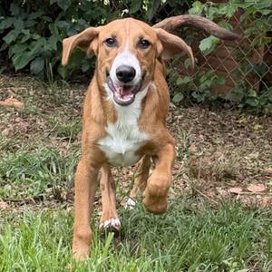 Figaro, Hound Mix, young, available for adoption