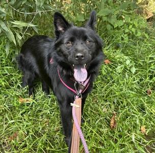 Arctic, Chow Chow Mix, young, available for adoption