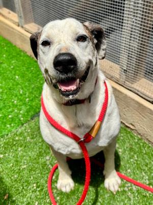 Bowser, American Staffordshire Terrier Mix, senior, available for adoption