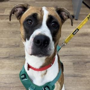 Deacon, Boxer Mix, adult, available for adoption