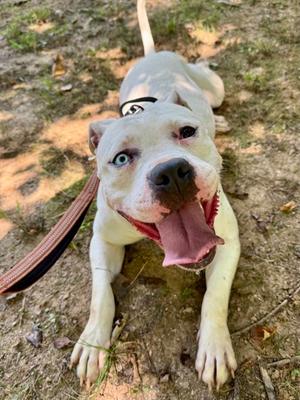 Crab, Pit Bull Terrier Mix, adult, available for adoption