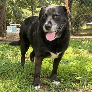 Blue, Labrador Retriever Mix, senior, available for adoption