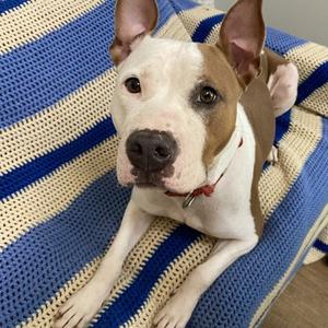 Cove, Pit Bull Terrier Mix, adult, available for adoption
