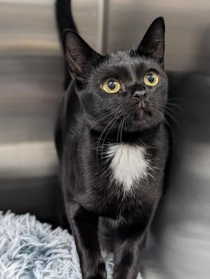A black cat with a white patch on its chest, standing on a blue fluffy surface.