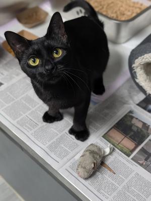 Tiger Lilly, young, available for adoption