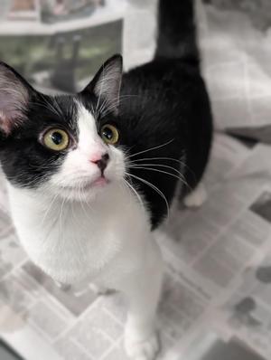 Angelica, young, available for adoption