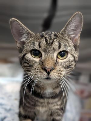 A close-up of a tabby cat with striking green eyes, looking directly at the camera. The cat has a striped pattern on its fur and long white whiskers. The background is blurred, focusing attention on the cat's face.