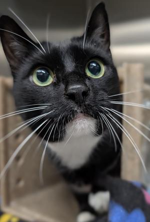 Gus, senior, available for adoption