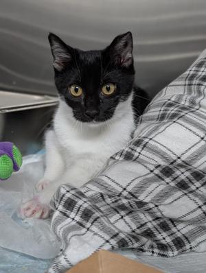 A black and white cat with bright yellow eyes is sitting on a plaid blanket, looking directly at the camera. The cat has a white chest and paws, and its ears are perked up. There is a green and purple toy visible in the background.
