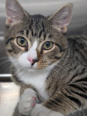 A close-up of a tabby cat with green eyes and white markings on its face and paws, looking directly at the camera.