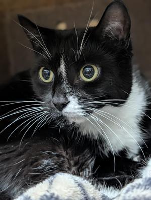 Salisbury, senior, available for adoption