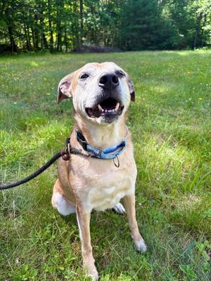 Blondie, Catahoula Leopard Hound Mix, senior, available for adoption