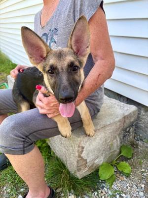 Freedom, German Shepherd Dog and Belgian Malinois, puppy, available for adoption