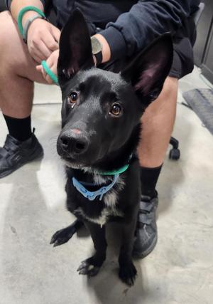 Cappuccino, Australian Kelpie, young, available for adoption