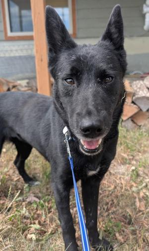 Lolli, Australian Kelpie, adult, available for adoption