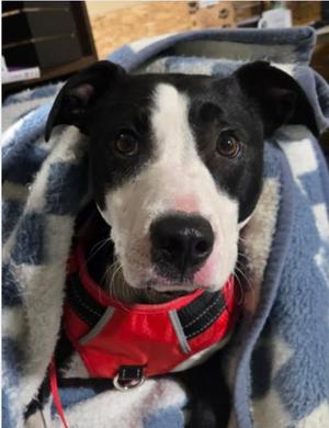 Courage, Pit Bull Terrier, adult, available for adoption