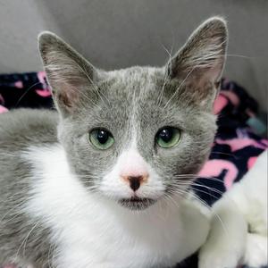 Alice, adult, available for adoption