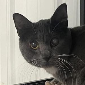 Cinderella, adult, available for adoption