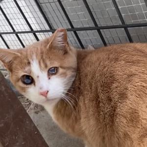 Amaretto, adult, available for adoption