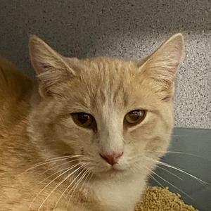 Creamsicle, adult, available for adoption