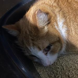Crackers, adult, available for adoption