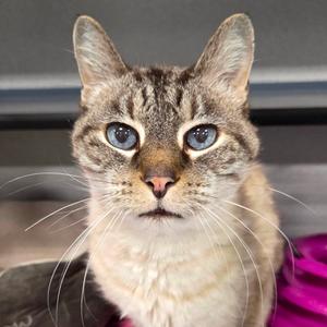 Alfred, senior, available for adoption
