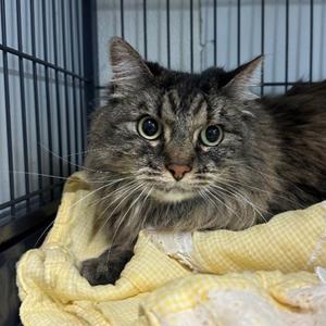 Coil, senior, available for adoption