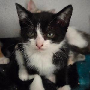 Caboose, kitten, available for adoption