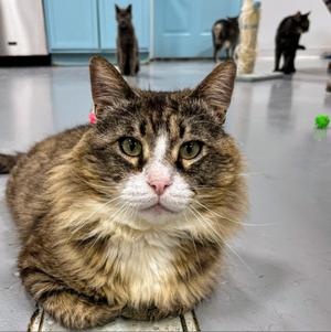 Byff, adult, available for adoption