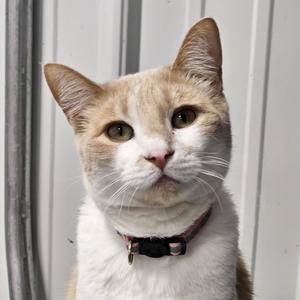 Clarinet, adult, available for adoption
