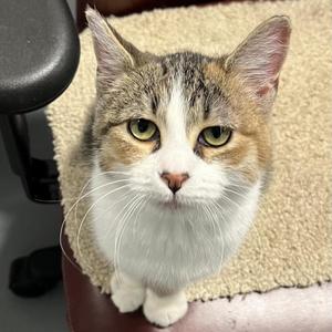 Daisy, adult, available for adoption