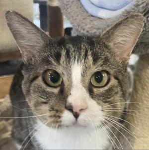 Alan, adult, available for adoption