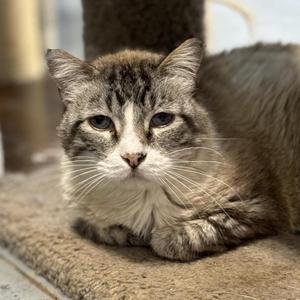 Dionysus, adult, available for adoption