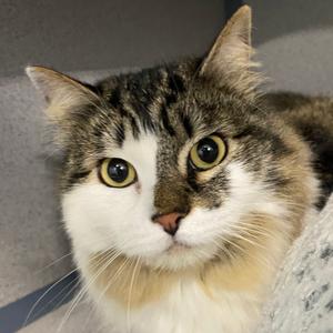 Dorinda, adult, available for adoption