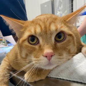 Barnaby, adult, available for adoption