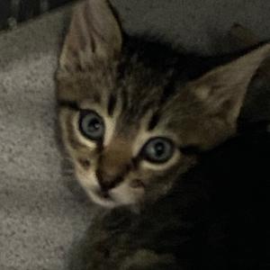 Butch Cassidy, adult, available for adoption