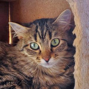 Cassandra, adult, available for adoption