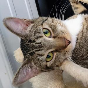 Athena, adult, available for adoption