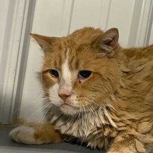 Cheese, adult, available for adoption