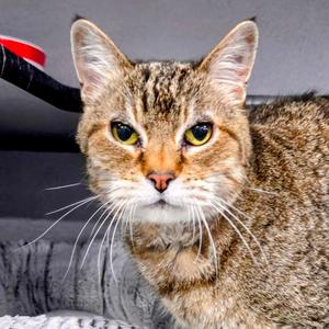 Bonita, senior, available for adoption