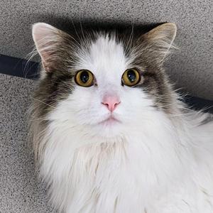 Cupcake, senior, available for adoption