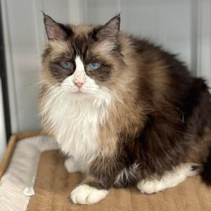 Bluebell, senior, available for adoption