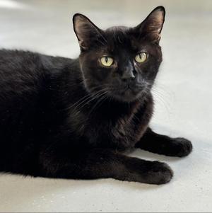 Bounce, senior, available for adoption