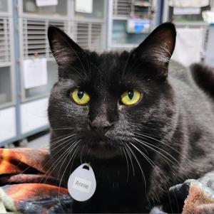 Annie, senior, available for adoption