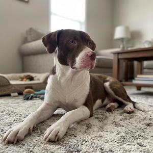 Kirby, Border Collie / Pointer, young, available for adoption
