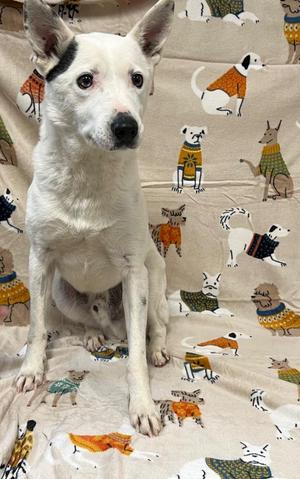 A white dog with black markings on its face is sitting on a blanket with a pattern of dogs wearing sweaters.